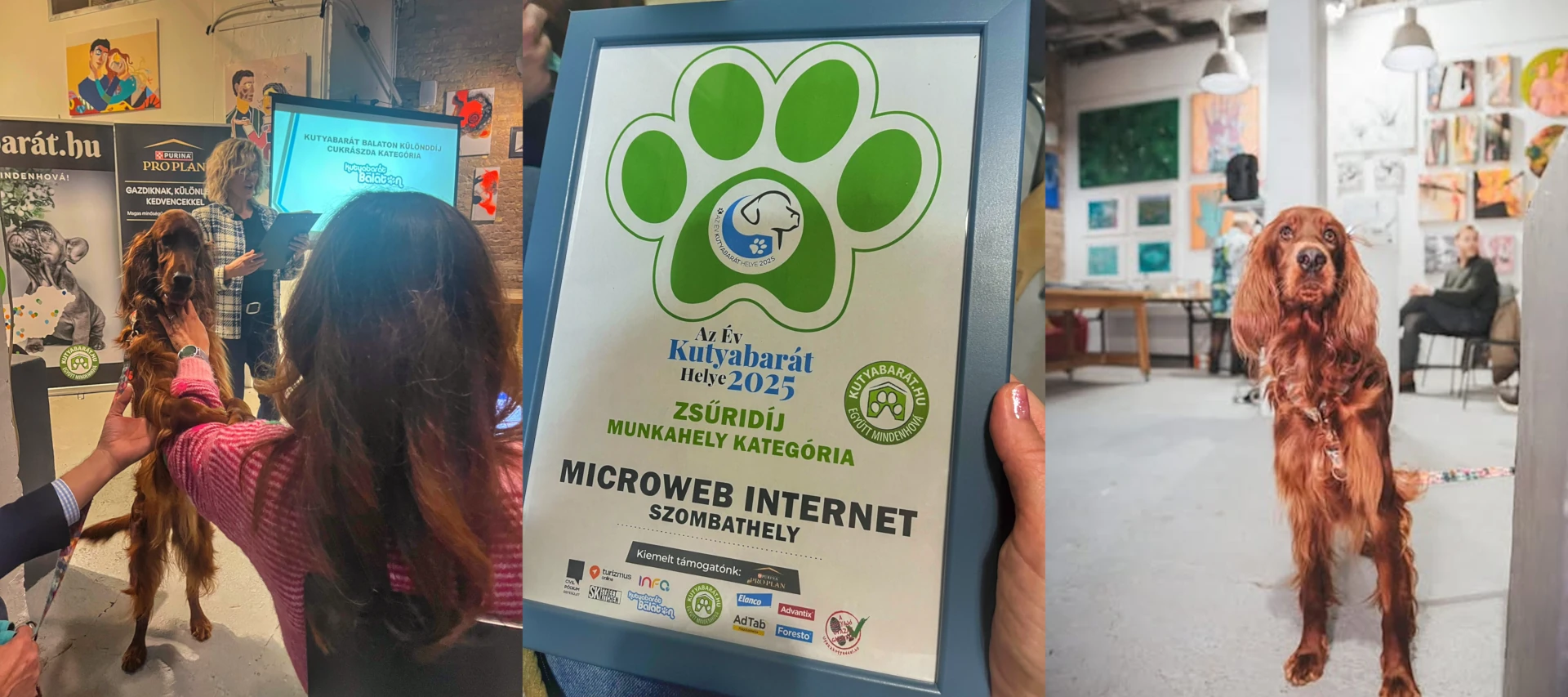 Lujzi az ír szetter